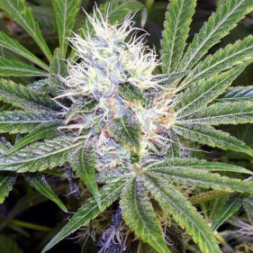 Auto Galaxy (Гелекси, Галакси ТГК 18%)